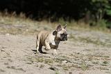 BOULEDOGUE FRANCAIS 142